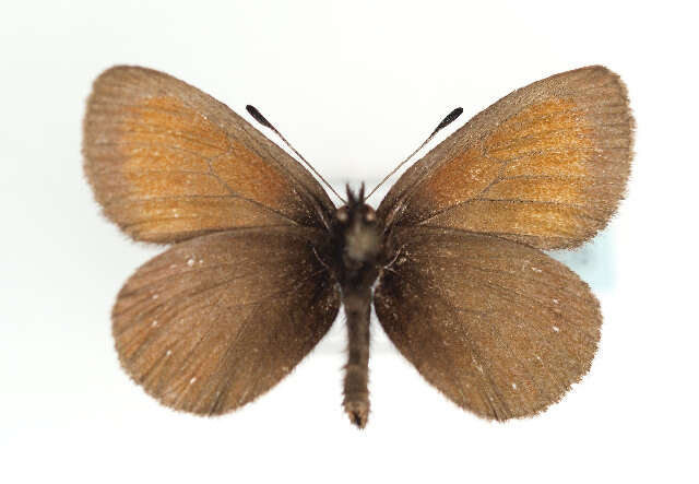 Sivun <i>Erebia claudina</i> kuva