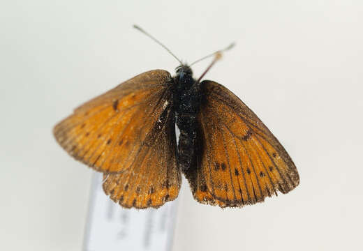 Image of <i>Lycaena hippothoe</i>