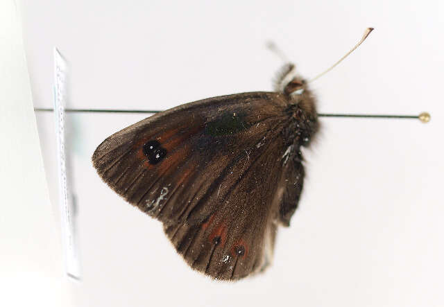 Image of Common Brassy Ringlet