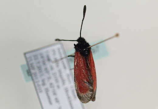 Image of Zygaena purpuralis Brünnich 1763