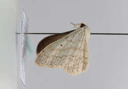 Слика од Scopula incanata Linnaeus 1758