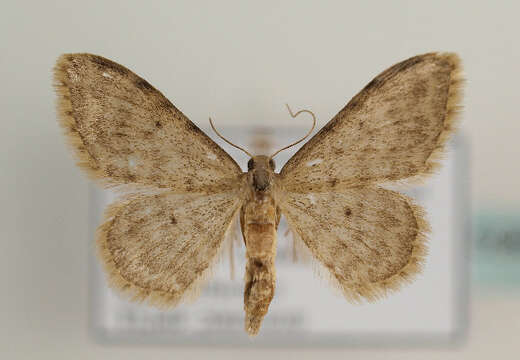 Image of Idaea joannisiata Homberg 1911