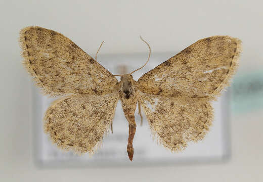 Image of Idaea cervantaria Millière 1872