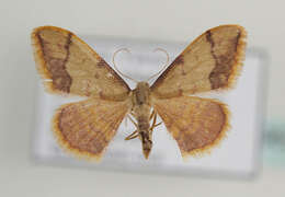 Image of Idaea ostrinaria