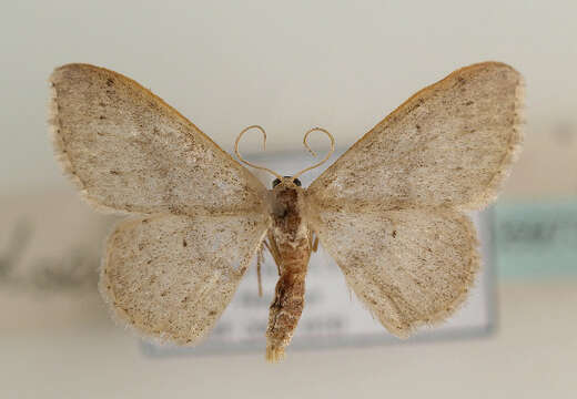 Image of Idaea eugeniata Millière 1872