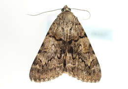 Image of oak yellow underwing