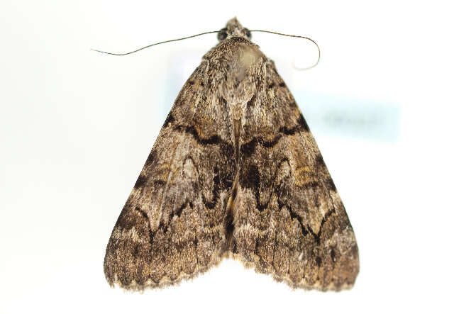 Image of oak yellow underwing