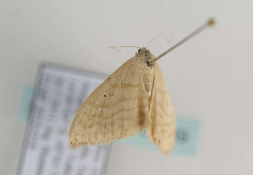 Image of Idaea consanguinaria Lederer 1853