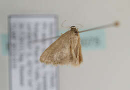 Image of Idaea obsoletaria Rambur 1833