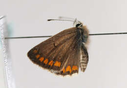 Image of brown argus