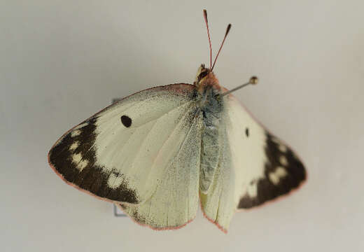 Image of bergers clouded yellow