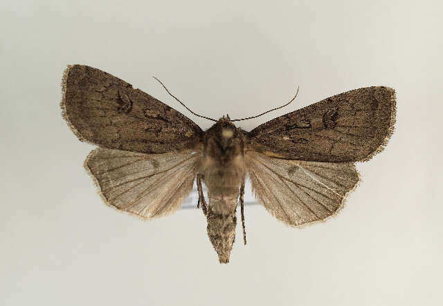 Image of Graphiphora