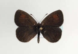 Image of Swiss Brassy Ringlet