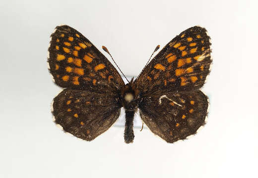 Imagem de Melitaea diamina