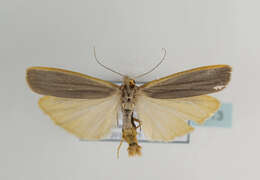 Image of scarce footman