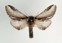 Image of Pheosia gnoma Fabricius 1781