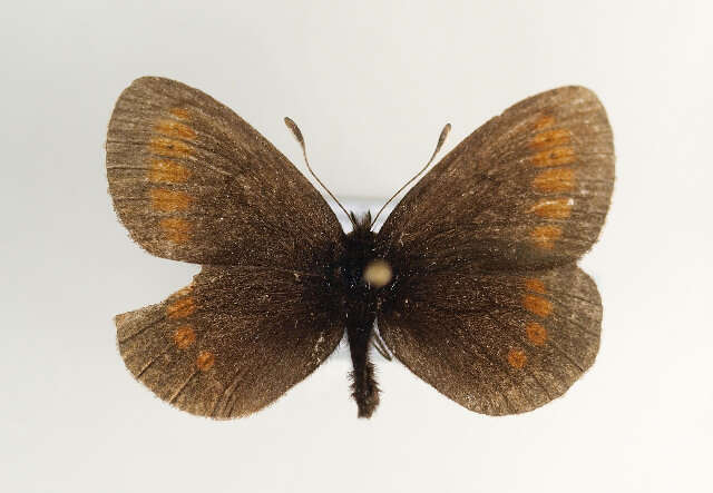 Image of Lesser Mountain Ringlet