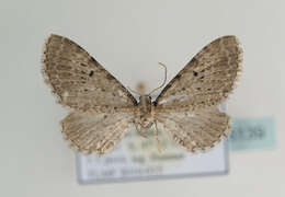 Image of Eupithecia veratraria Herrich-Schäffer