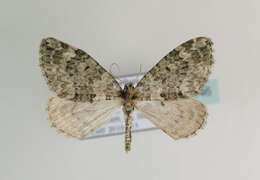 صورة Chloroclysta miata Linnaeus 1758