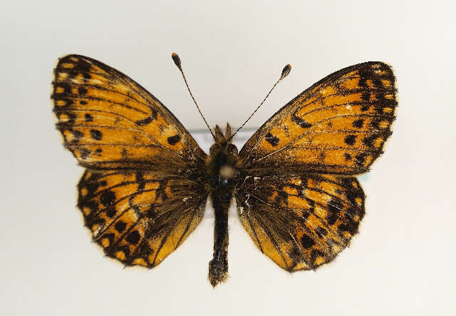 Image of Silver-bordered Fritillary