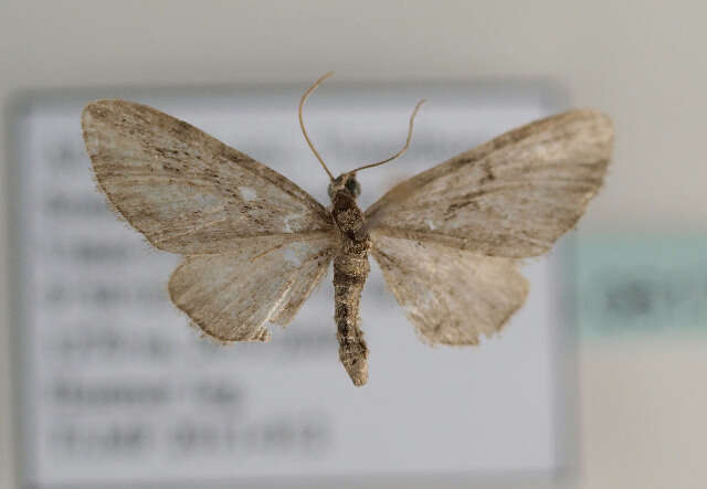 Image of Eupithecia ericeata Rambur 1833