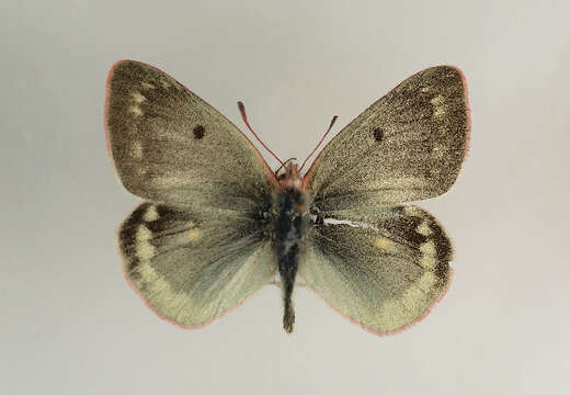 Image of Mountain Clouded Yellow