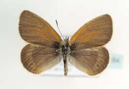 Image of <i>Coenonympha gardetta</i>