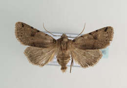 Agrochola litura Linnaeus 1761 resmi