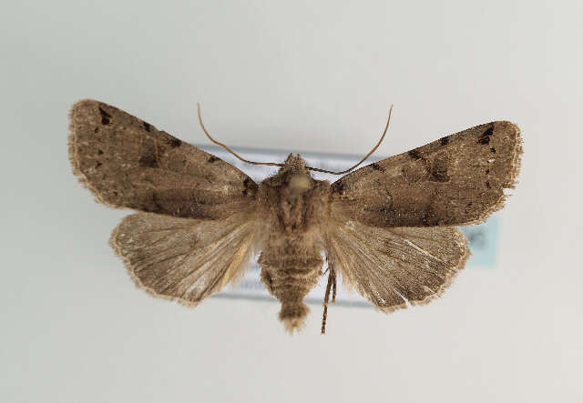 Agrochola litura Linnaeus 1761 resmi