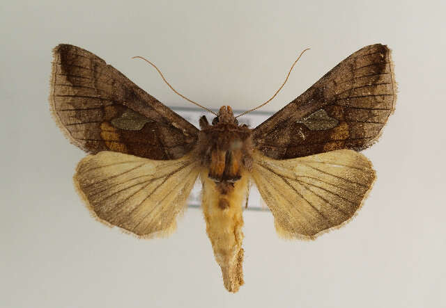 Autographa bractea Schiffermüller 1776 resmi