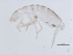 Image of Springtail