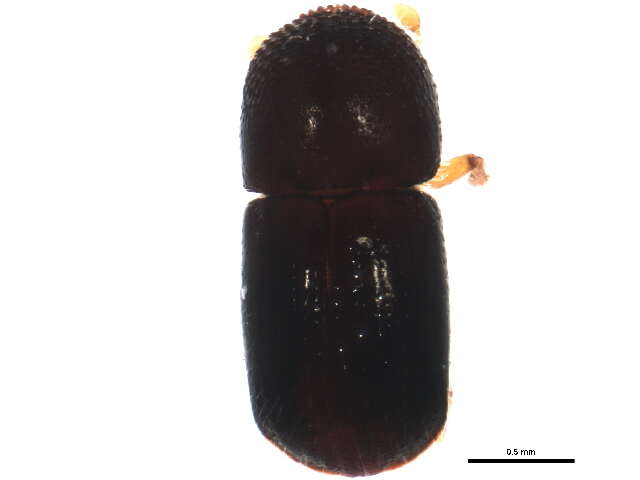 Image de Xylosandrus germanus Hoffmann & C. H. 1941