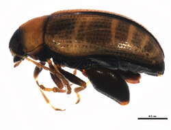 Image of Potato flea beetle