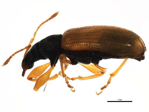 Image of Brown Leaf Weevil