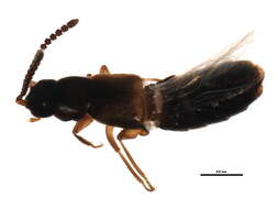 Image of Atheta (Dimetrota) alesi Klimaszewski & Brunke 2012