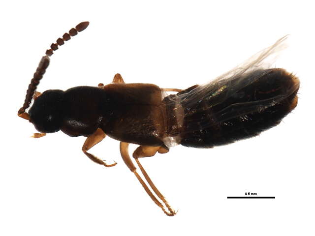 Image of Atheta (Dimetrota) alesi Klimaszewski & Brunke 2012