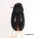 Image of Strigocis opacicollis Dury 1917