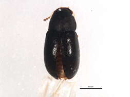 Image of Strigocis opacicollis Dury 1917