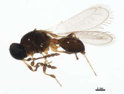 Image of Platygastrinae