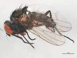 Image of Anthomyia