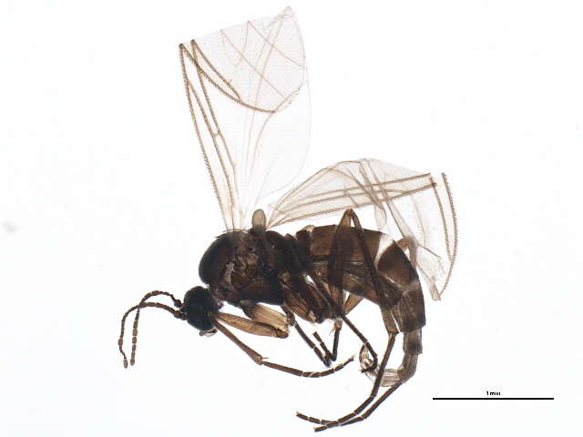 Image of Bradysia vagans (Winnertz 1868)