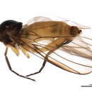 Image of Rhamphomyia versicolor Chillcott 1959