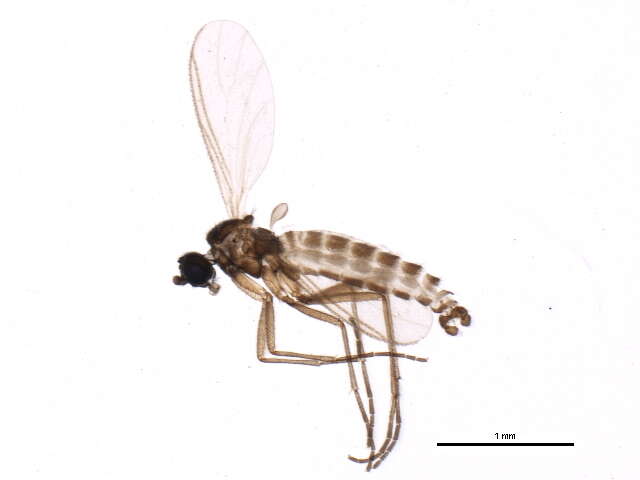 Plancia ëd Cratyna cryptospina Rudzinski 1993