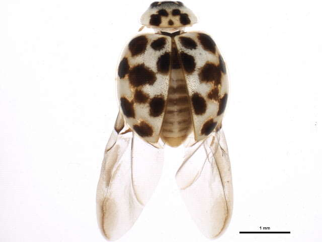 Image de Psyllobora vigintimaculata (Say 1824)