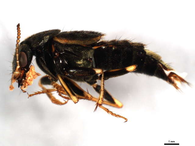 Image of Gold-and-brown Rove Beetle