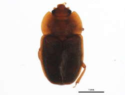 Image of Epuraea rufa (Say 1825)