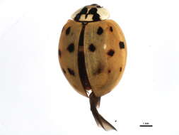 Image of Harmonia axyridis (Pallas 1773)