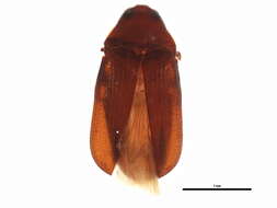 Image de Trixagus carinicollis (Schaeffer 1916)