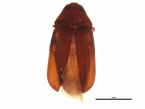 Image de Trixagus carinicollis (Schaeffer 1916)