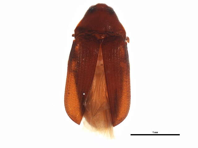 Image of Trixagus carinicollis (Schaeffer 1916)